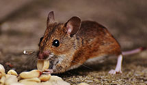 24 Hour & Emergency Exterminators in Vera Cruz, IN